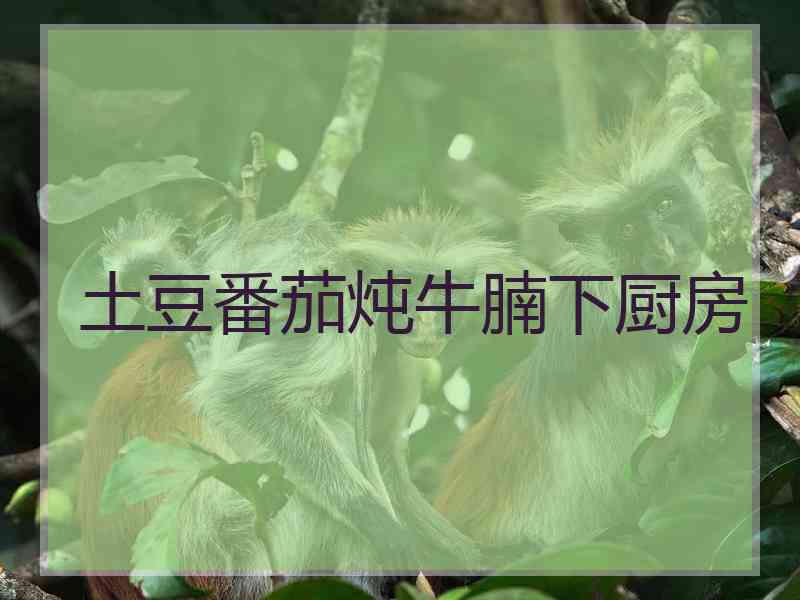 土豆番茄炖牛腩下厨房