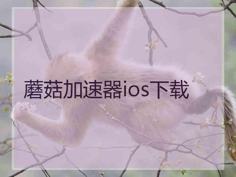 蘑菇加速器ios下载