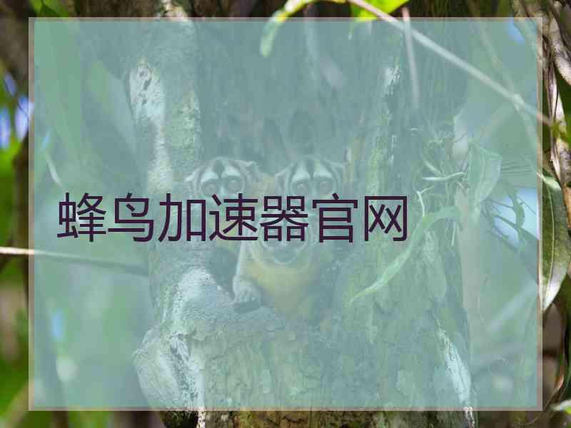 蜂鸟加速器官网