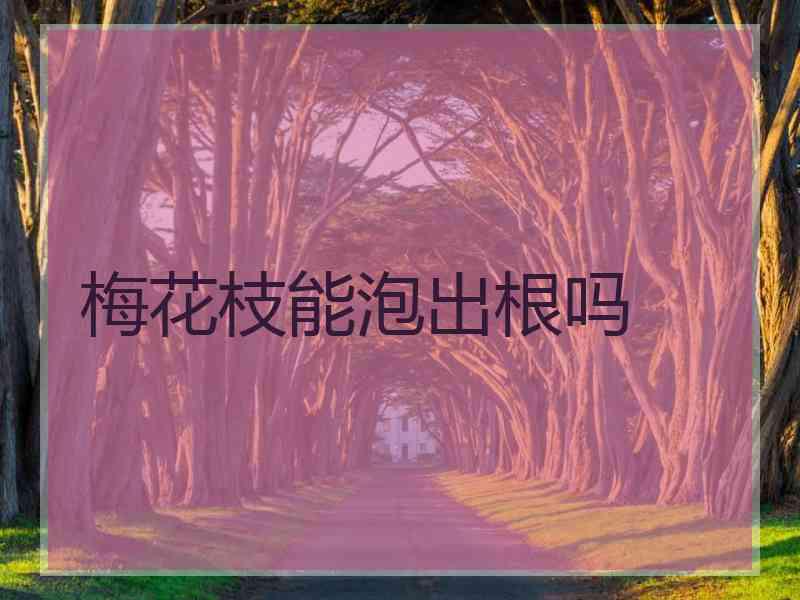 梅花枝能泡出根吗