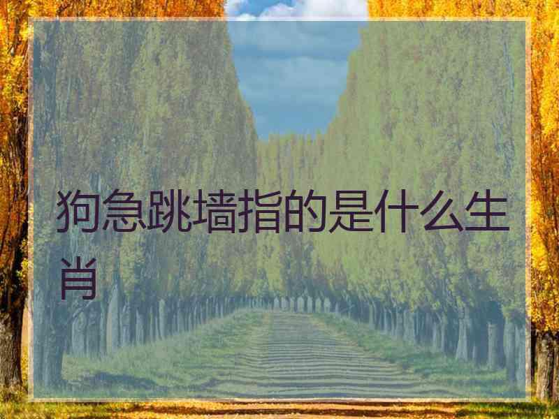 狗急跳墙指的是什么生肖