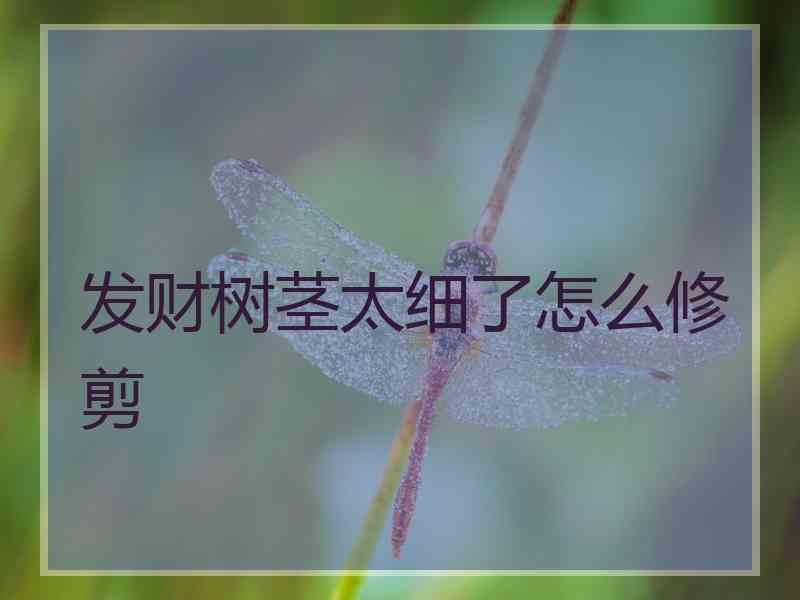 发财树茎太细了怎么修剪