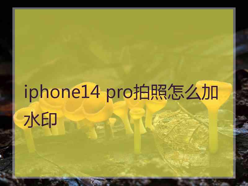 iphone14 pro拍照怎么加水印