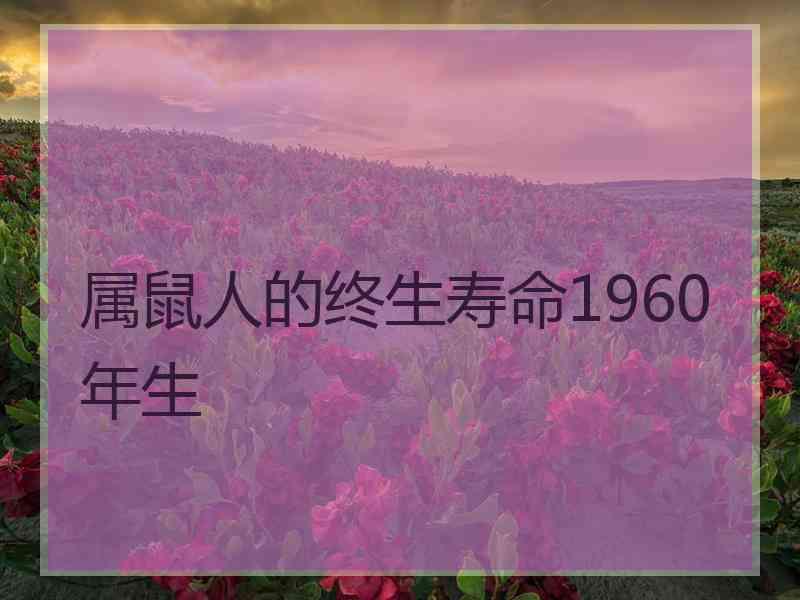 属鼠人的终生寿命1960年生