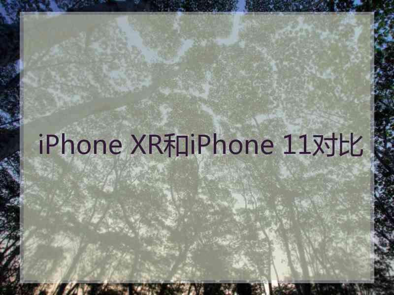 iPhone XR和iPhone 11对比