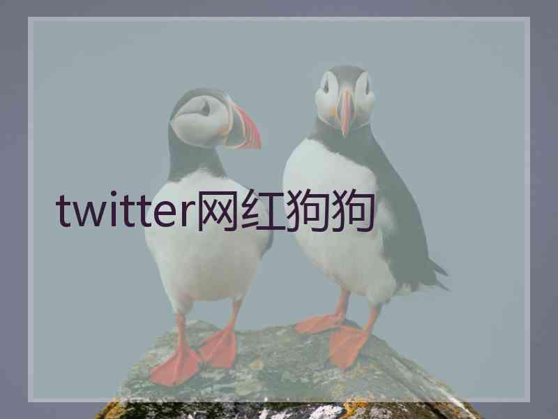 twitter网红狗狗