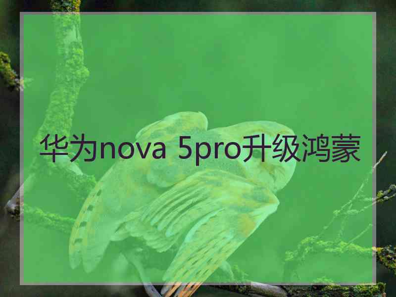 华为nova 5pro升级鸿蒙