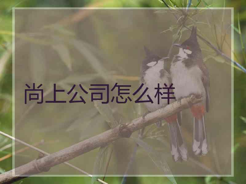 尚上公司怎么样