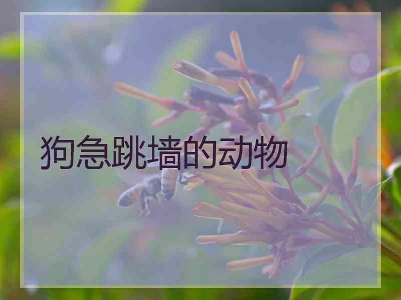 狗急跳墙的动物