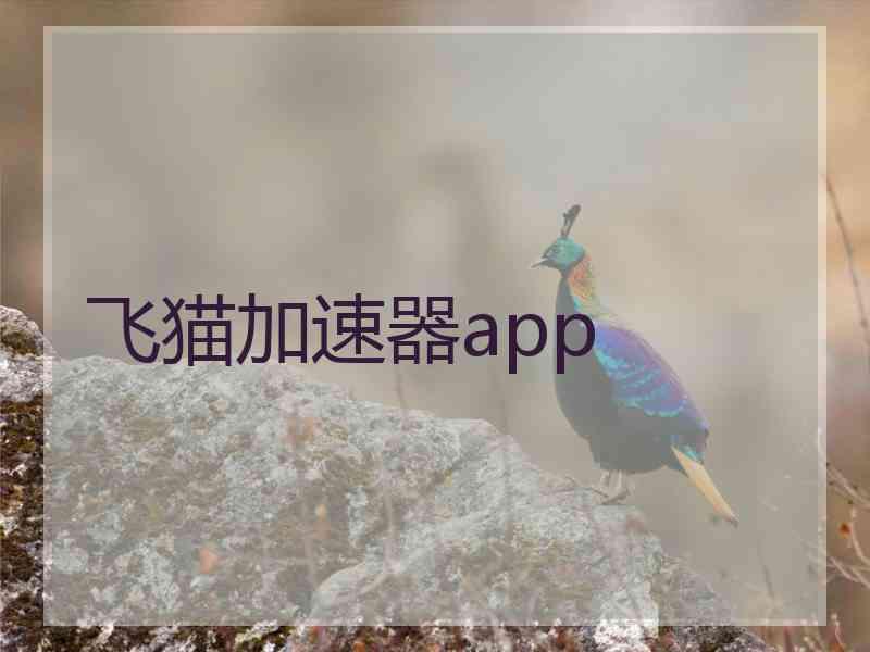 飞猫加速器app