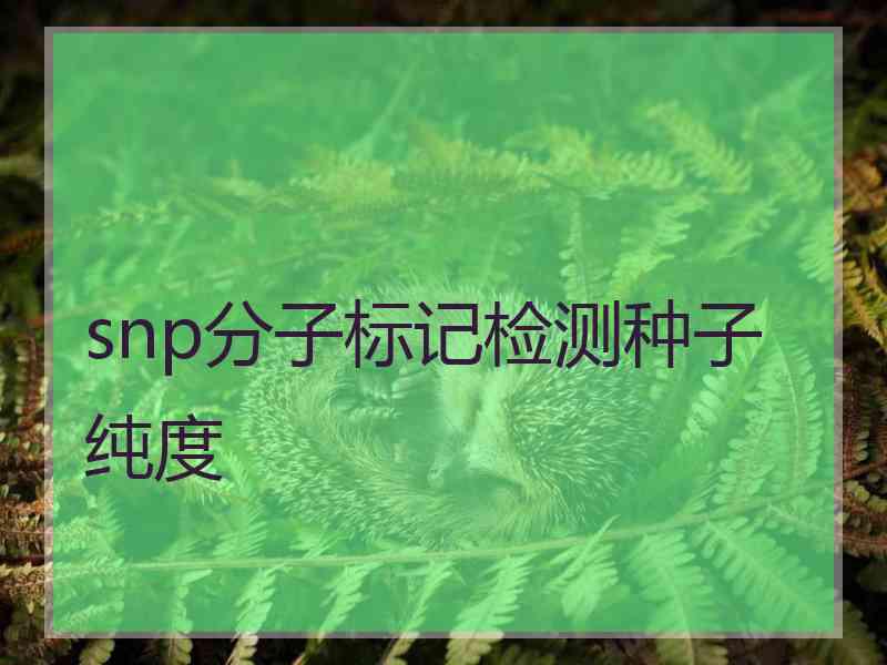 snp分子标记检测种子纯度