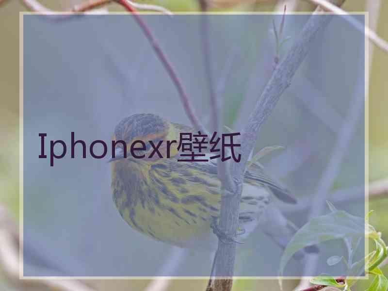 Iphonexr壁纸