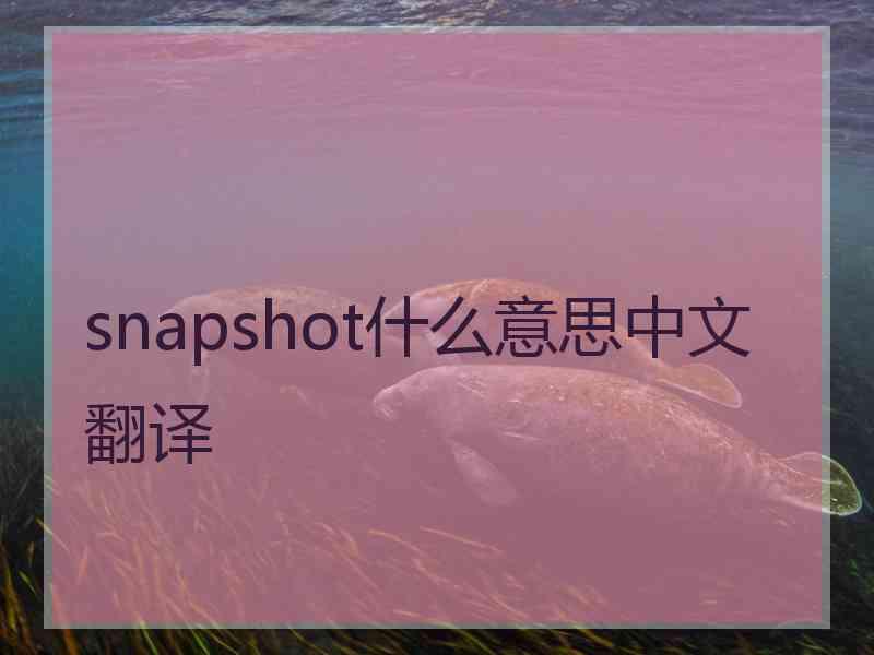 snapshot什么意思中文翻译