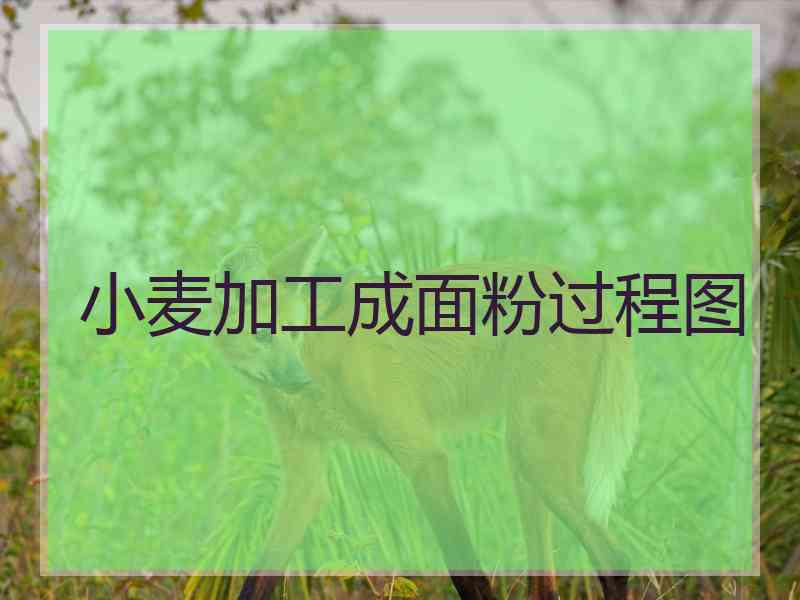 小麦加工成面粉过程图