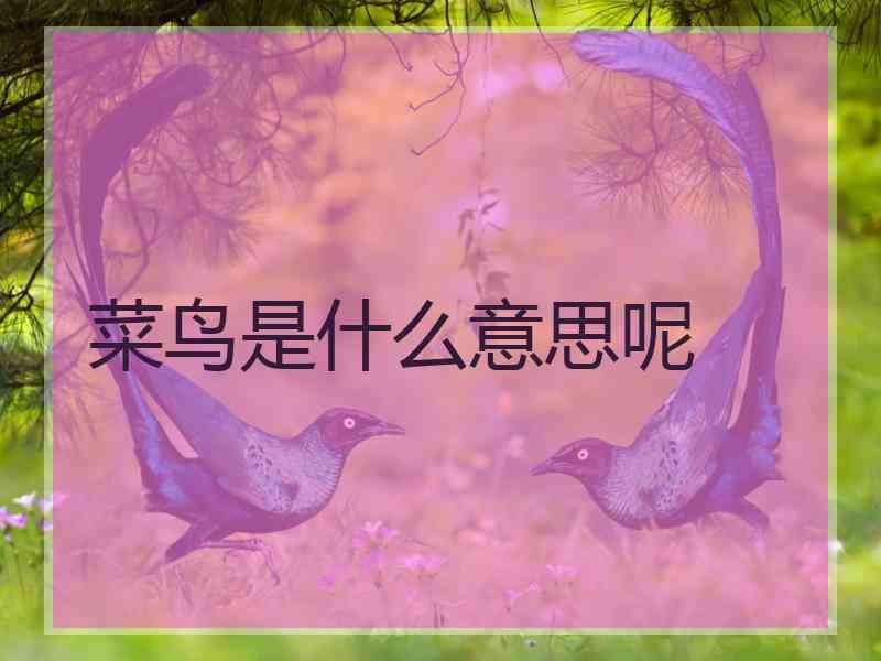 菜鸟是什么意思呢