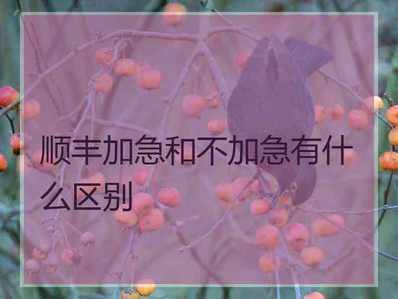 顺丰加急和不加急有什么区别