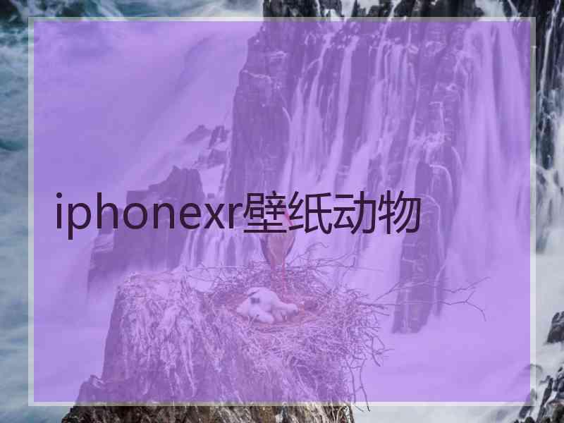 iphonexr壁纸动物