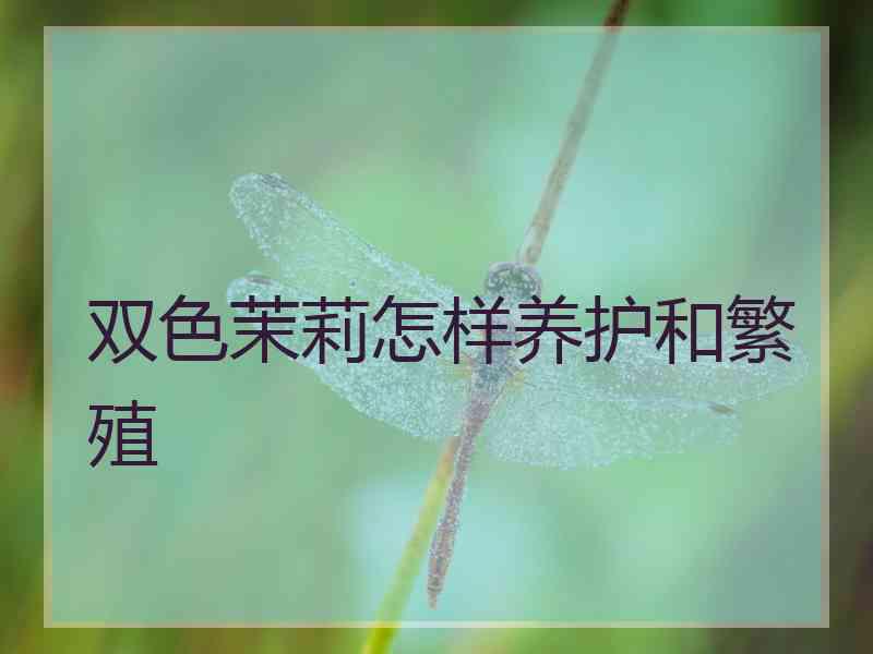 双色茉莉怎样养护和繁殖