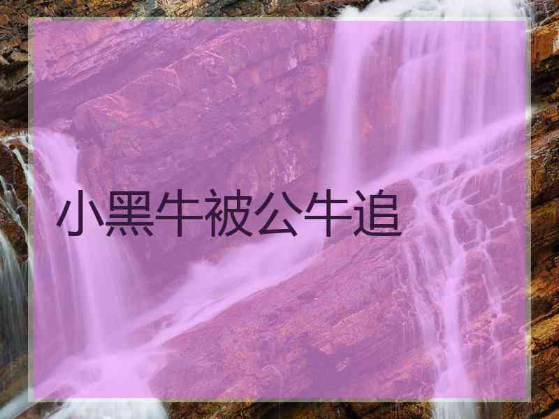 小黑牛被公牛追