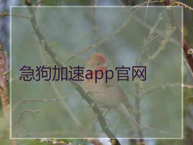 急狗加速app官网