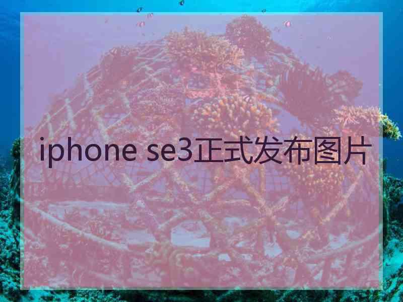 iphone se3正式发布图片