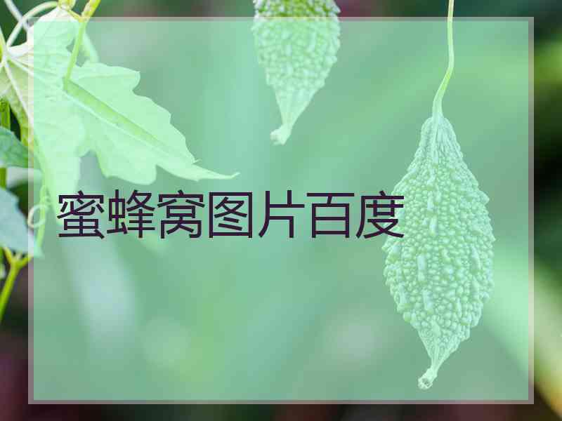 蜜蜂窝图片百度