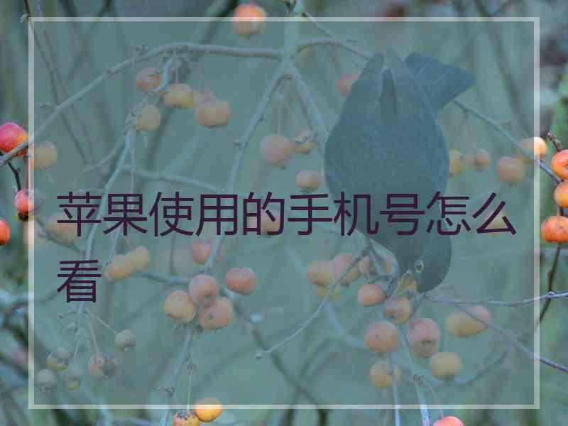 苹果使用的手机号怎么看