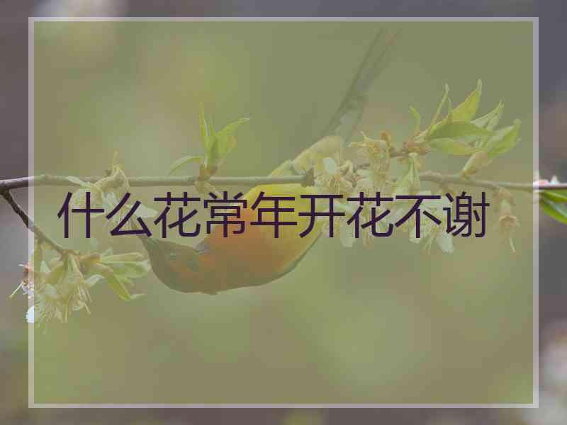 什么花常年开花不谢