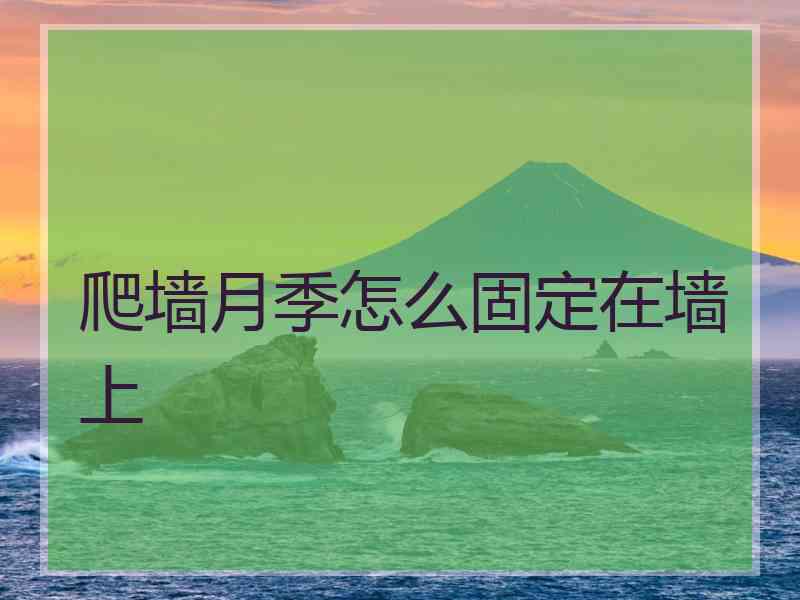 爬墙月季怎么固定在墙上