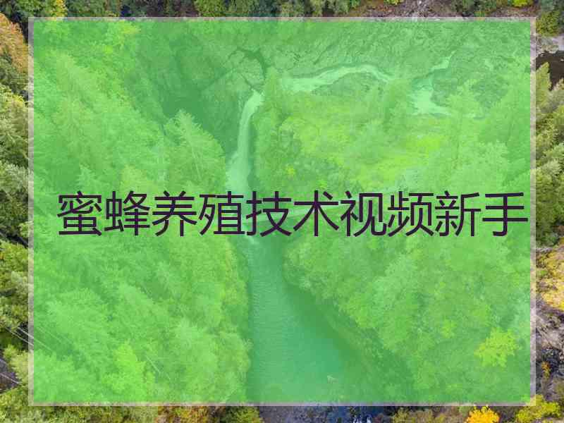 蜜蜂养殖技术视频新手